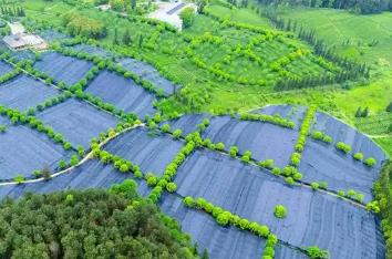 贵州铜仁：“中国抹茶之都”抹茶之都的进阶之旅