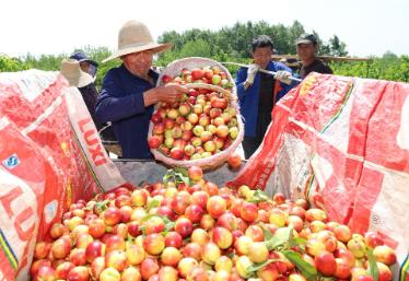 湖北襄阳：“中国桃之乡”油桃开园采摘抢“鲜”上市
