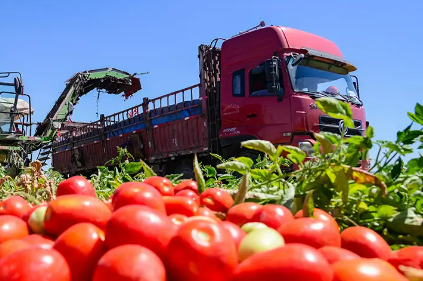 机械化 智能化 自动化--新疆番茄产业发展一线观察
