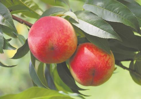 福建成功选育首个人工杂交早熟黄桃品种