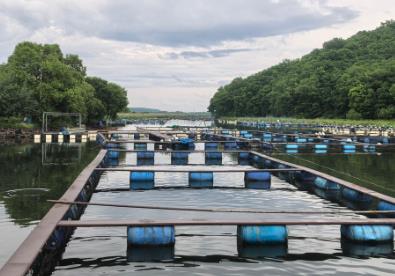 牡丹江冷水鱼产业：全链条发展的振兴之路