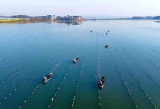 中国淡水珍珠之乡，凭什么是它？