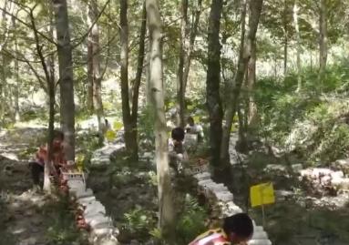 林下经济“点绿成金” “林+”模式为乡村振兴增添绿色动能