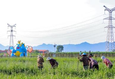 “中国黄花之乡”：小小黄花如何撬动乡村大发展