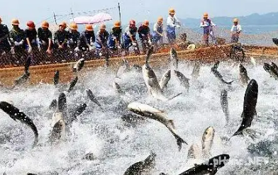 科技赋能 政策扶持 海南海口渔业从“看天吃饭”走向“智慧养殖”