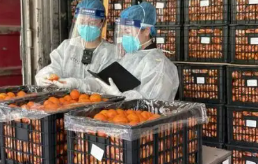 云南果蔬“绿色通道”蓄力撬动东盟市场