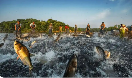海南去年渔业产值近六百亿元