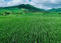 黑龙江：为农业高质量发展注入巾帼力量