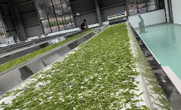 11个茶机大院日加工鲜叶超10万公斤 安徽黄山区构建茶产业新生态