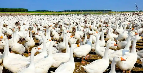 黑龙江逊克县：鹅产业全链条贯通 增强乡村振兴动能