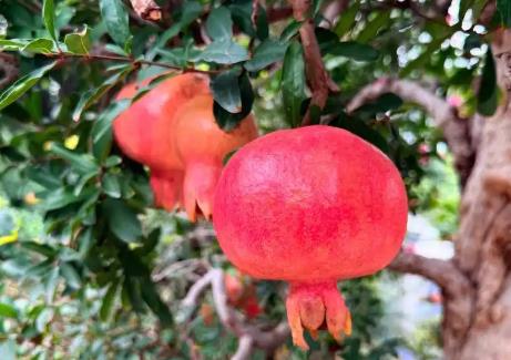 枣庄以全链条生态绘就“中国石榴之乡”高质量发展新图景