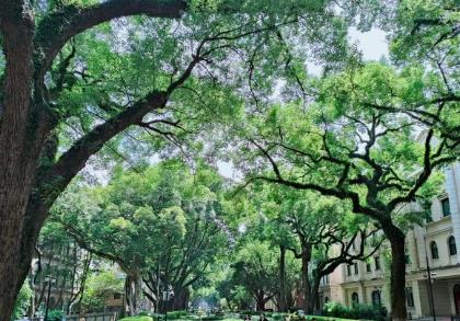 广东形成古树名木保护新格局