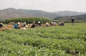 “半夏之乡”迎丰收 小药材成致富“大产业”