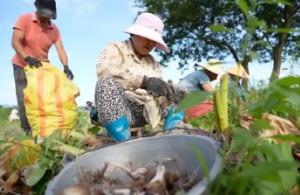 江西铅山：10万余亩红芽芋喜获丰收 铺就乡村振兴富“芋”坦途
