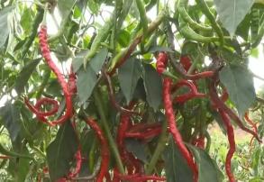 “小辣椒”撬动特色农业发展“大产业” 电商助农“丰”景好