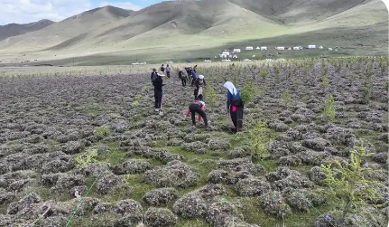 青海推进“三北”工程六期建设任务实现总量过半