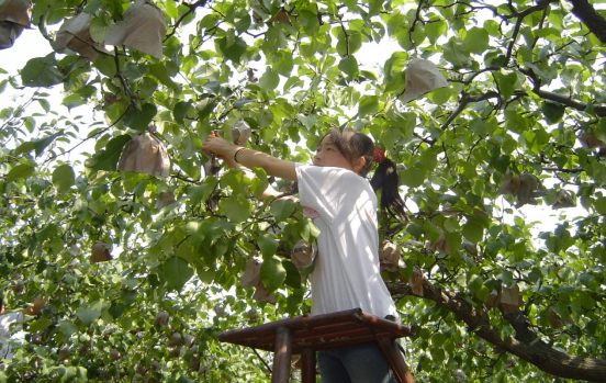 千年“梨变”——梨香晋州：从谏官药箧到亿级产业链