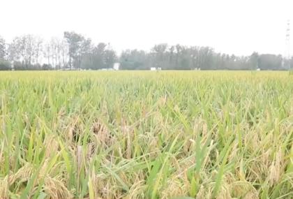 秋收过半 遇上“连阴雨”怎么办？