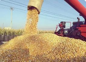 河南秋作物已收获9614万亩