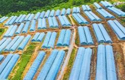 四川九寨沟拓宽富民路：兴特色农业 助村美人和