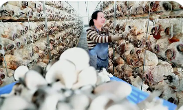 高标准打造好口碑 山西垣曲香菇成富农“香饽饽”