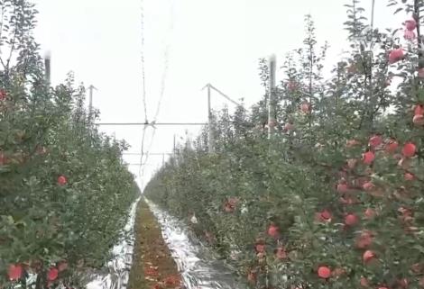 特色“小”苹果成就富民“大”产业 “保险+期货”为苹果产业注入金融动能