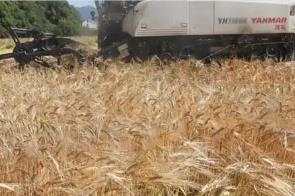 农业农村部启动实施奋战60天抗秋汛抢麦播促壮苗行动