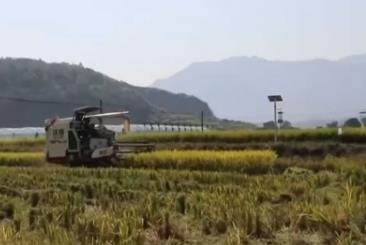 晚播小麦如何保产量？霜降抢秋该怎么抢？专家分析