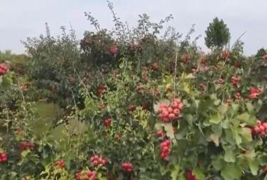 金秋中国丰收图景：山楂红、苹果甜、紫菜鲜，特色产业拓宽乡村振兴路