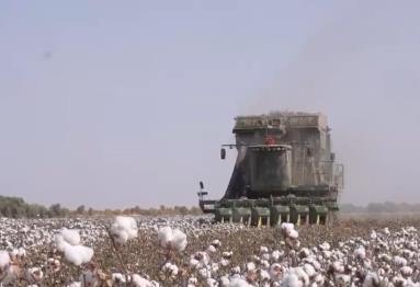 新疆棉田迎丰收 科技助力亩产提升