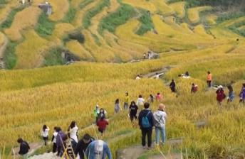 “田园风光+潮流玩法”成文旅融合新亮点 乡村旅游新消费活力十足