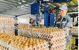 湖北浠水蛋鸡产业里的“土”“特”“产”致富经