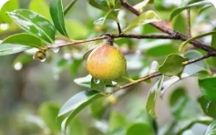 依托优势单品 加大科技创新 贵州森林食品产业规模效益同步跃升