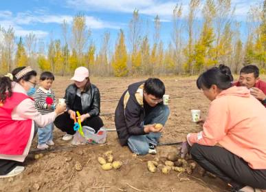 捡土豆 赏美景 内蒙古旅游乐趣多