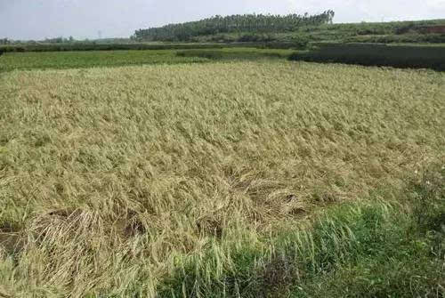 农作物自主选育品种占比超95%，多个品种打破国外种源依赖——从粒粒良种，到仓廪充盈