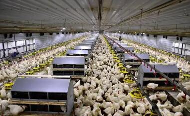 加强种畜禽生产经营许可审查管理 助推畜禽种业高质量发展