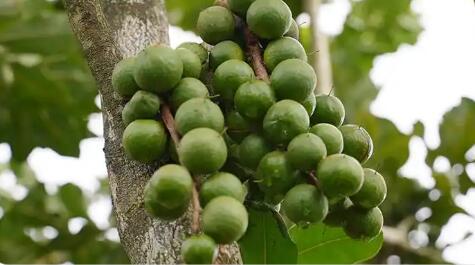 沪滇协作助云南西盟坚果产业攀高向新