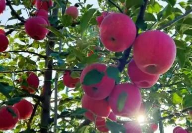 总产量123.65万吨 “苹果之乡”洛川全产业链协同发力