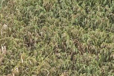 “中国薏米之乡”点米成“金”