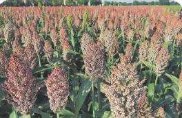 山西：多措并举推进“特”“优”农业高质量发展