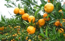 科技引擎推动陕西褒河蜜橘产业升级