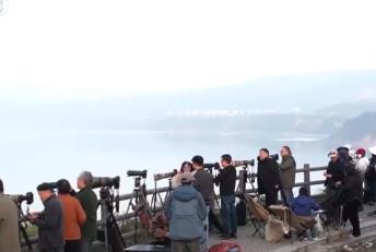 “观鸟经济”点绿成“金” 赏天鹅、游湿地催热冬日文旅消费