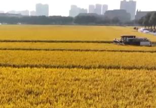 农业科创新成果“大显身手” 绿色增产有妙招“吨半粮”刷新纪录