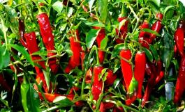 山东胶州：小辣椒串起乡村振兴