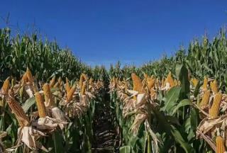 奋进内蒙古·发展有底气｜守护大国粮仓 端稳中国饭碗