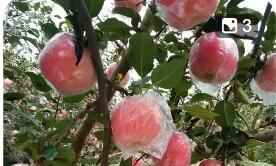 山西运城：上郭苹果长成富民兴乡“黄金产业”