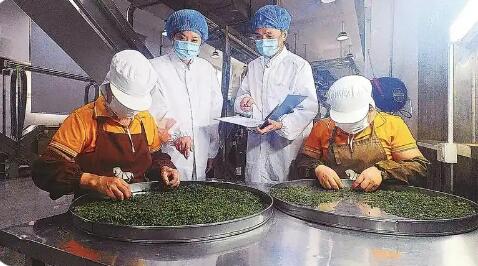 福建省首个出口茶叶“大基地”落地安溪