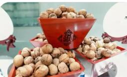 去年综合产值超五十亿元 陕西商洛核桃走出深山奔赴大市场