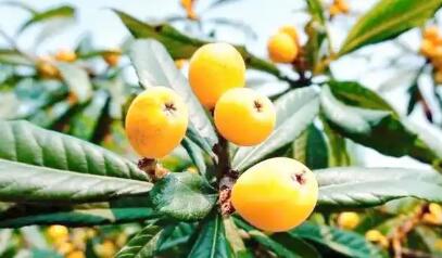 枇杷热了 乡村旺了--浙江德清整合品牌资源助推传统特产变富民产业纪实