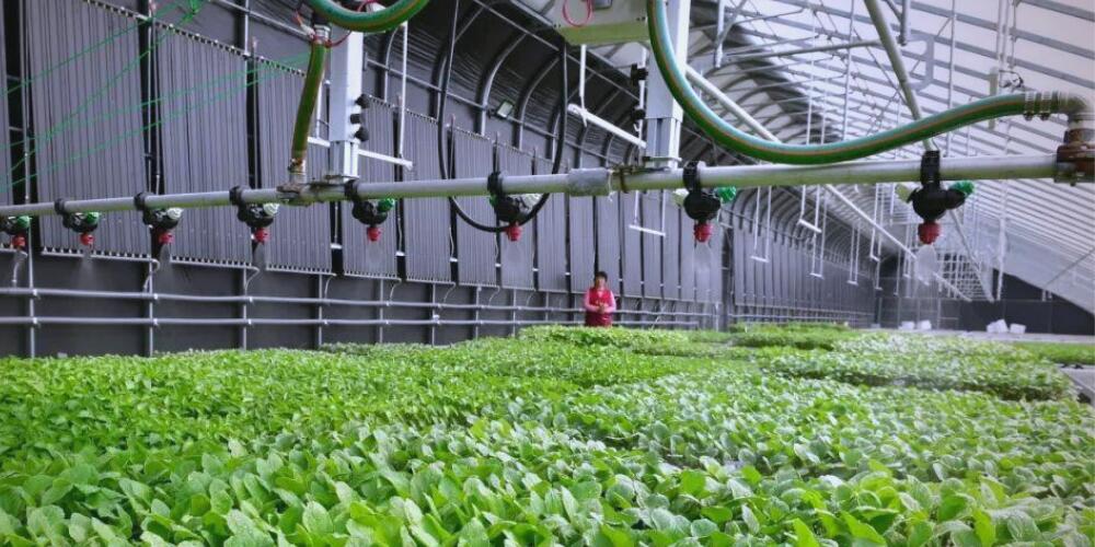 我国种业科技创新进入世界第一方阵